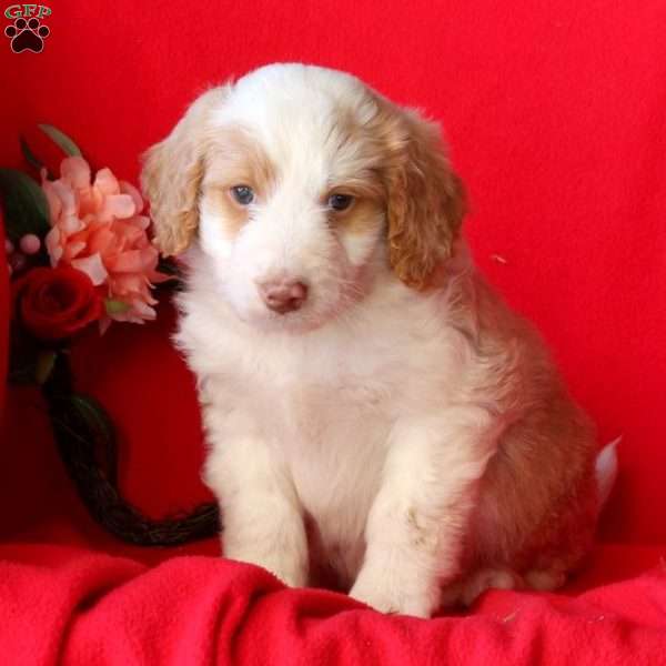 Boyd, Miniature Aussiedoodle Puppy