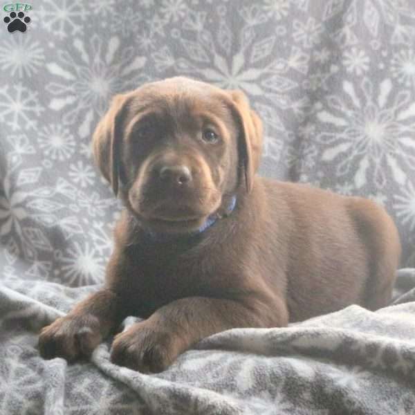 Boyd, Chocolate Labrador Retriever Puppy