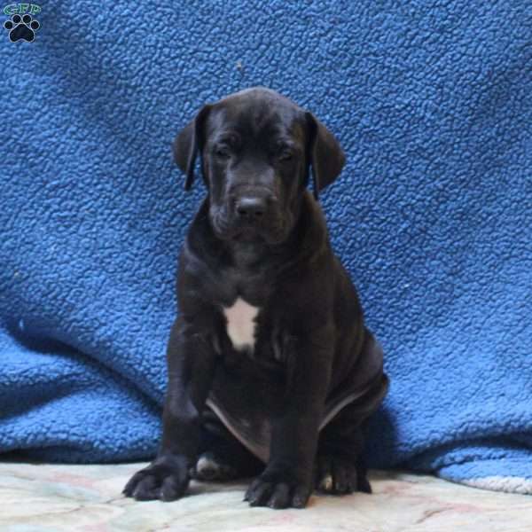Braxton, Great Dane Puppy