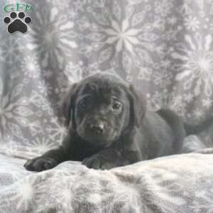 Brent, Black Labrador Retriever Puppy