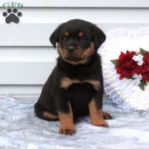a Rottweiler puppy named Brie