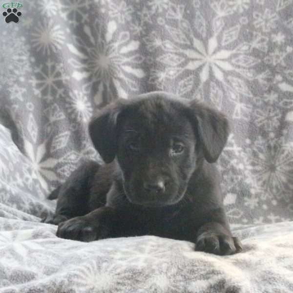 Britt, Black Labrador Retriever Puppy