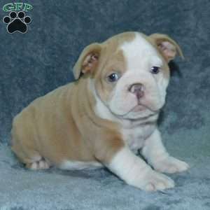 Fjernelse pelleten dø English Bulldog Mix Puppies For Sale | Greenfield Puppies