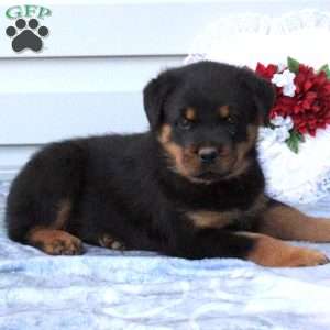 a Rottweiler puppy named Bucky