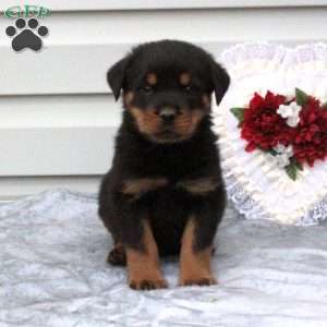 a Rottweiler puppy named Buster