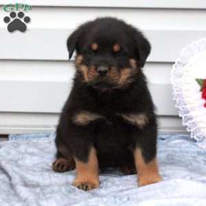 a Rottweiler puppy named Butch