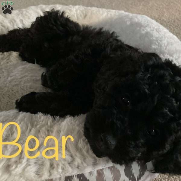 Bear, Miniature Poodle Puppy