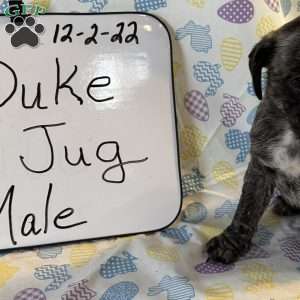 Duke, Jug Puppy
