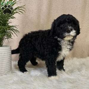 Angel, Portuguese Water Dog Puppy
