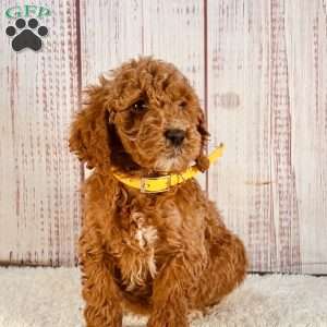 Leo, Goldendoodle Puppy