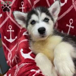 Logan, Siberian Husky Puppy
