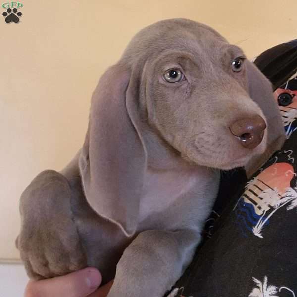 Chloe, Weimaraner Puppy
