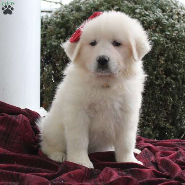 Cadie, Great Pyrenees Mix Puppy