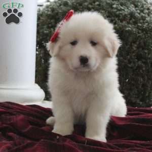 Callie, Great Pyrenees Mix Puppy