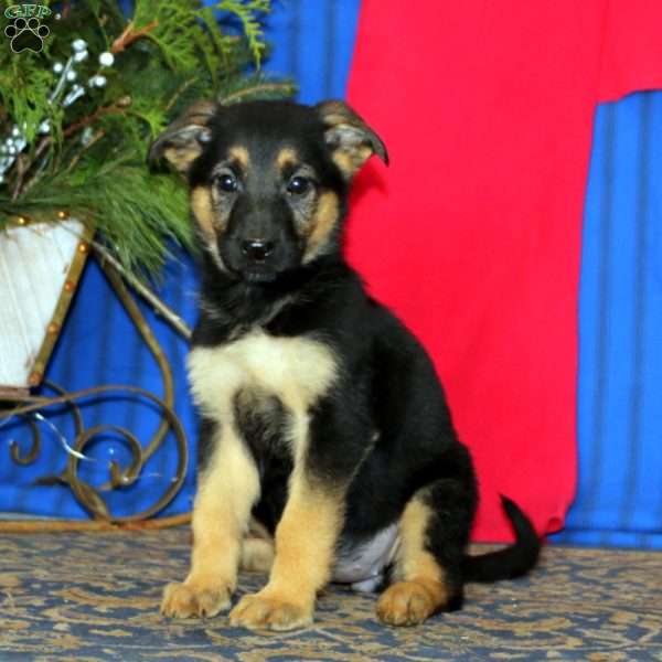 Carla, German Shepherd Puppy