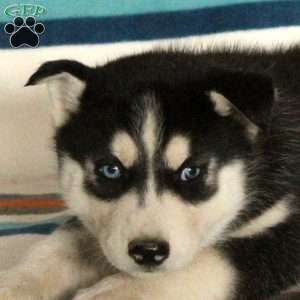 Carter, Siberian Husky Puppy