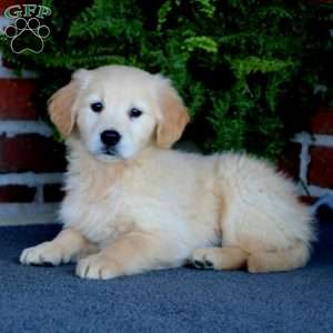 Cassie, Golden Retriever Puppy