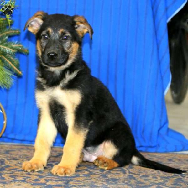 Cayson, German Shepherd Puppy