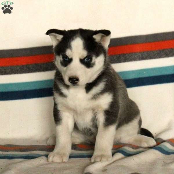 Chelsea, Siberian Husky Puppy