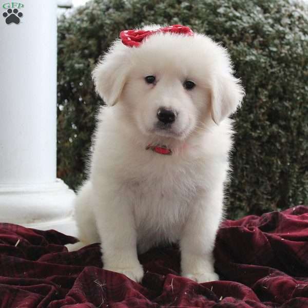 Cherrie, Great Pyrenees Mix Puppy