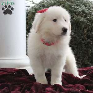Cherrie, Great Pyrenees Mix Puppy