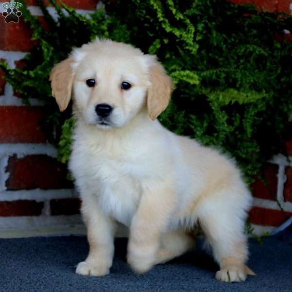 Chloe, Golden Retriever Puppy