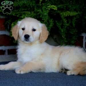 Chloe, Golden Retriever Puppy