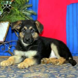 Class, German Shepherd Puppy