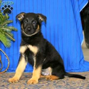 Colton, German Shepherd Puppy
