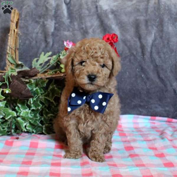 Cookie, Toy Poodle Puppy