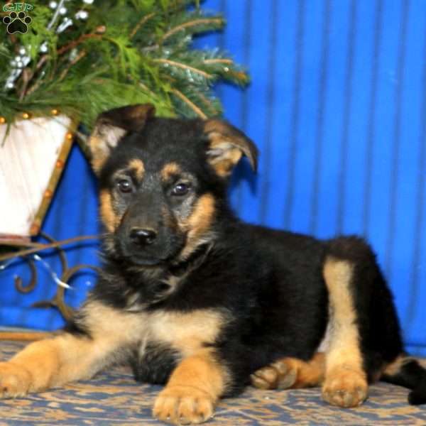 Cory, German Shepherd Puppy