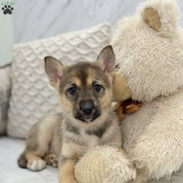 Missy, Shepsky Puppy