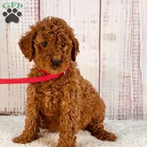 Lady, Goldendoodle Puppy