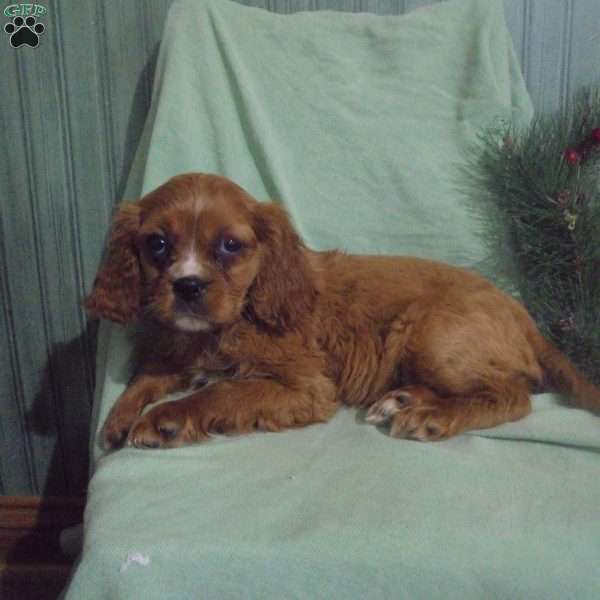Vicki, Cavalier King Charles Spaniel Puppy