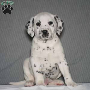 Dalmatian Puppies For Sale - Greenfield Puppies