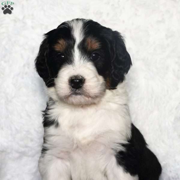 Grace, Bernedoodle Puppy