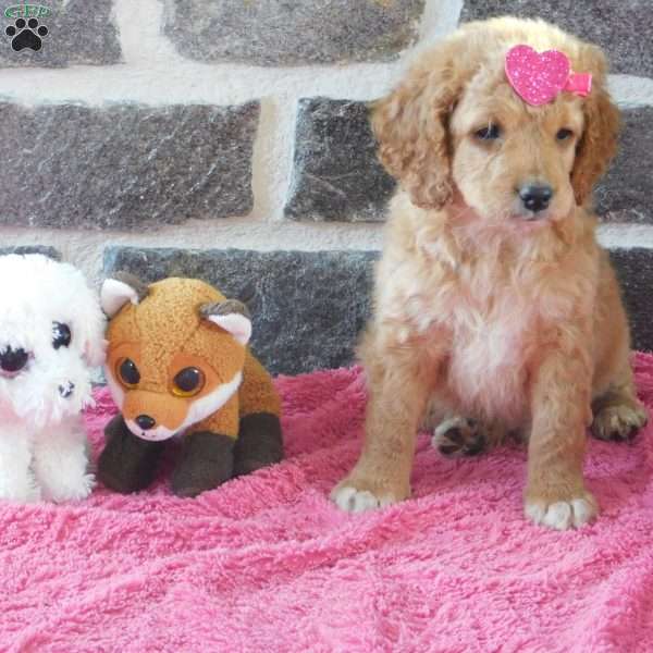 Glen, Cockapoo Puppy
