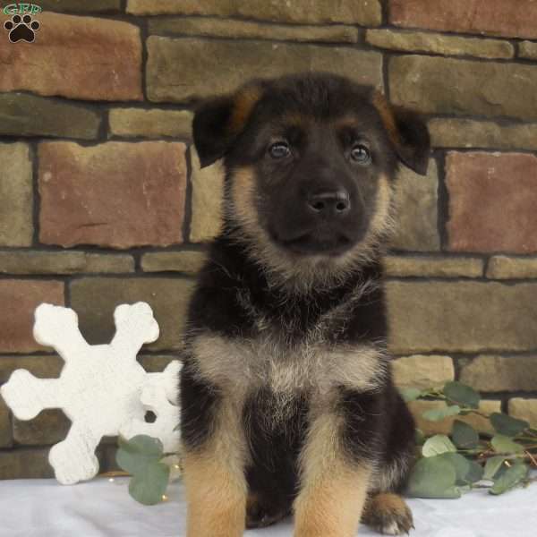 Cloe, German Shepherd Puppy