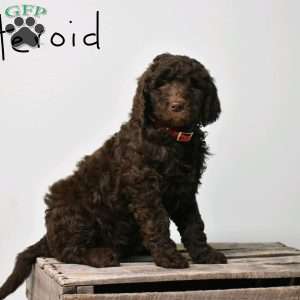 Asteroid, Goldendoodle Puppy
