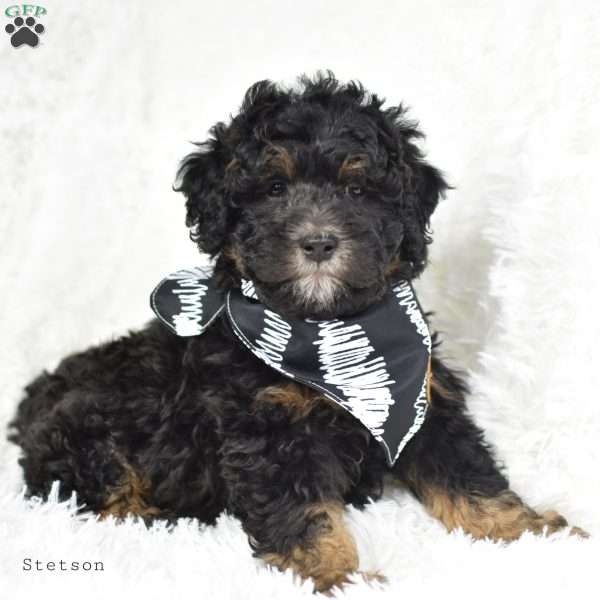 Stetson, Mini Bernedoodle Puppy