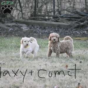 Comet, Goldendoodle Puppy