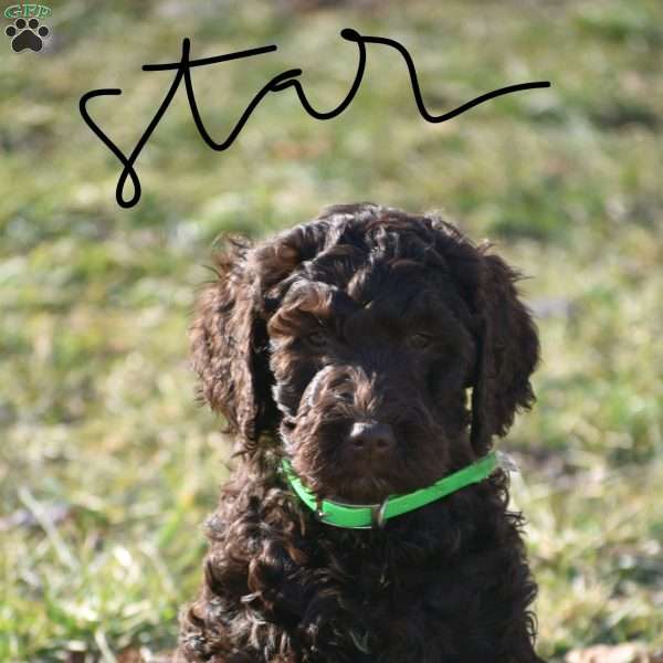 Star, Goldendoodle Puppy