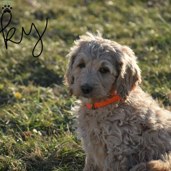 Sky, Goldendoodle Puppy