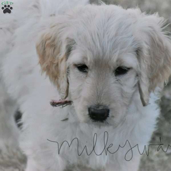 Milkyway, Goldendoodle Puppy