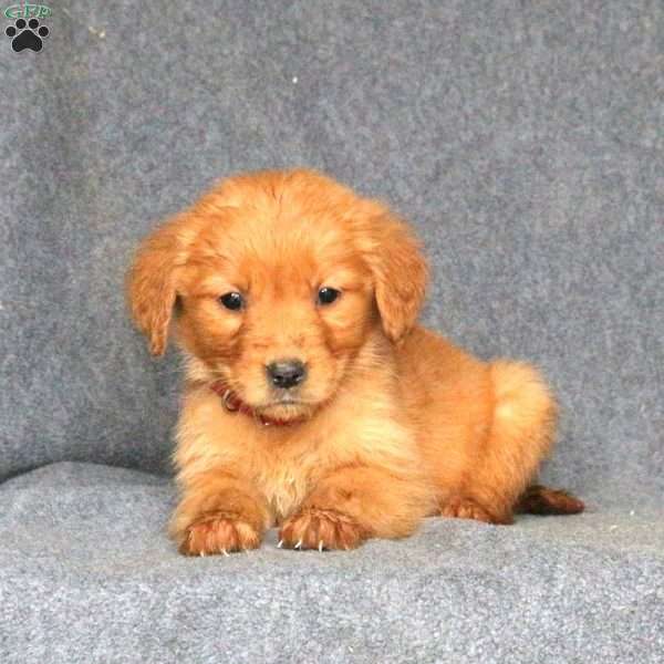Daisy, Golden Retriever Puppy