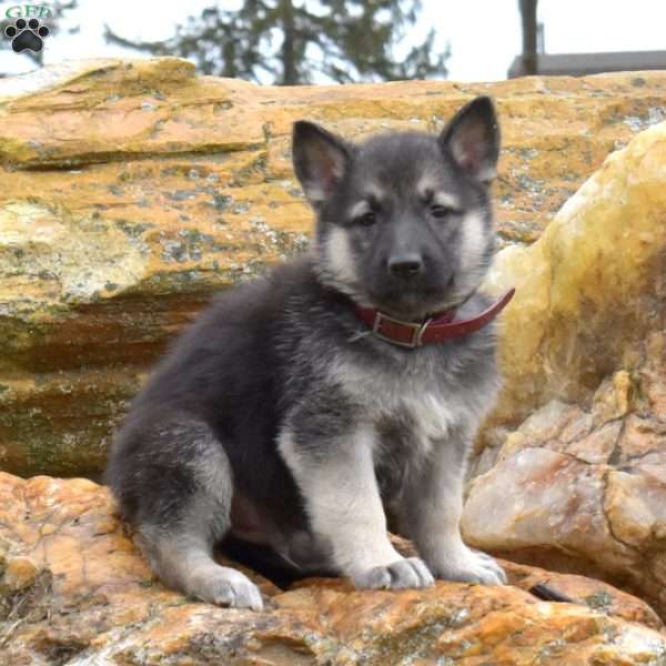 Dallas, German Shepherd Puppy