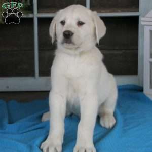 Dallas, Golden Labrador Puppy