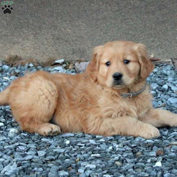 Danny, Golden Retriever Puppy