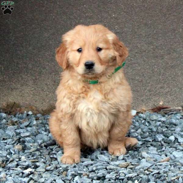 Davey, Golden Retriever Puppy
