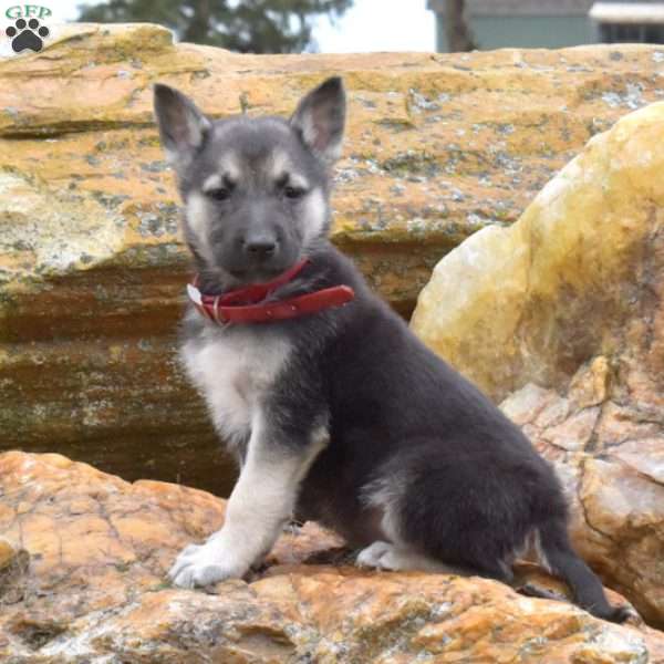 Dawson, German Shepherd Puppy
